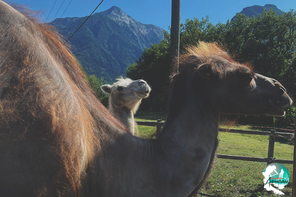 Package Rafting et Animaux Package Rafting et Animaux